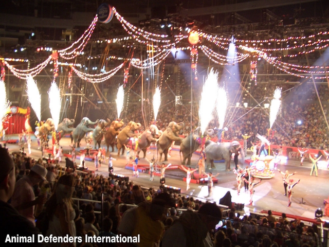 Elephants perform at Ringling Bros. Circus