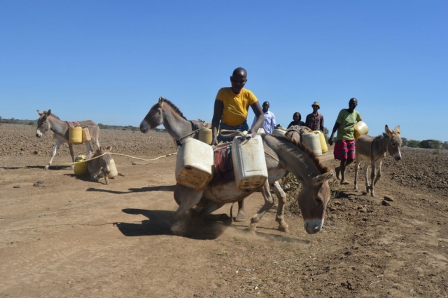 A woman trying to help her donkey up after a long walk for water in Katakala,Narok