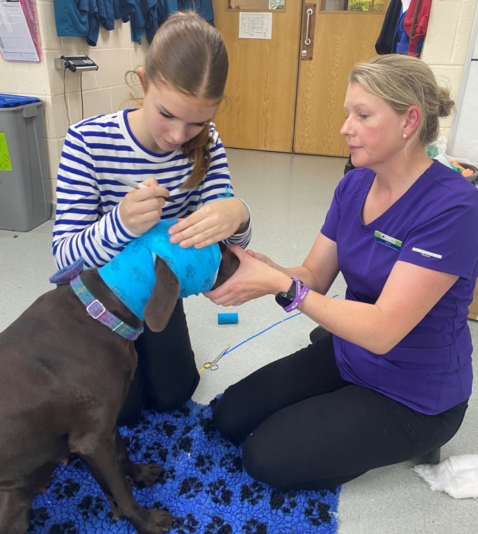 Ashley Wilkie, associate managing director at Thrums showing a participant how to bandage a dog on The Thrums Vet School Preparation Programme