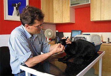  Veterinary surgeon at work, removing stitches following minor surgery on an abscess on cat's face. Photograph © Andrew Dunn, 11 July 2005.