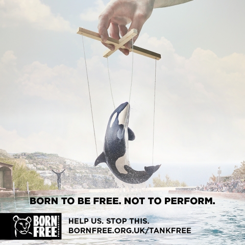 Born Free Foundation dolphinaria campaign (c) George Logan