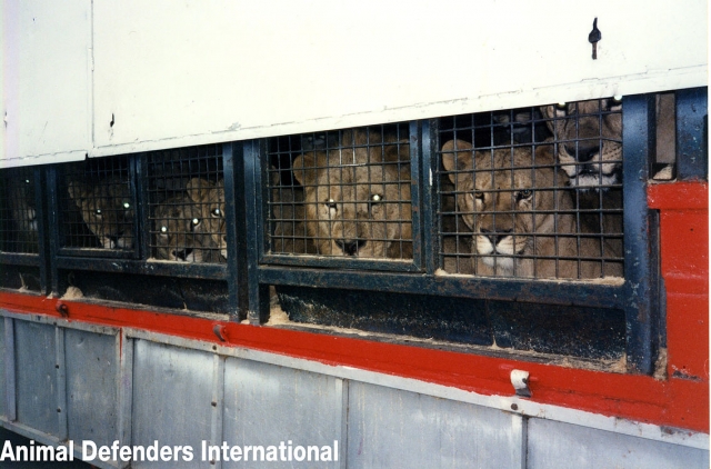 Circus lions in a small cage