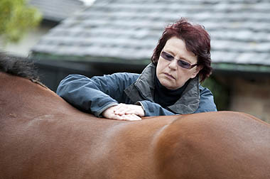 Photo of vet examining the back of a horse