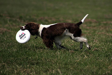 Retriever with frisbee in his mouth