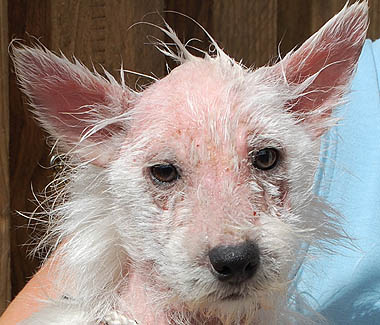 Rescued ex-puppy farm breeding bitches from Welsh puppy farms
