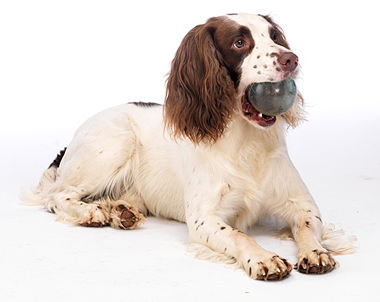 Dog and ball photo