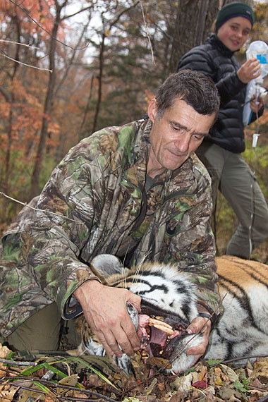 A male tiger coming into his prime judging by his teeth.