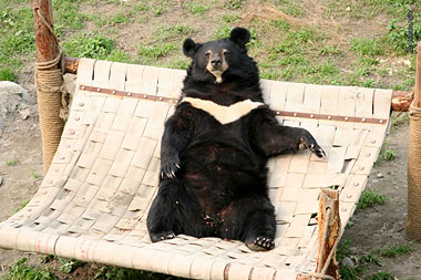 Jasper relaxing in a hammock