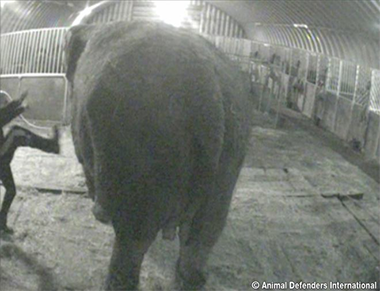 Photo of Anne the elephant being kicked