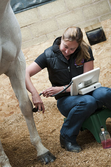 Vet examining leg of horse