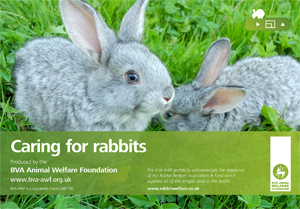 Rabbit brochure
