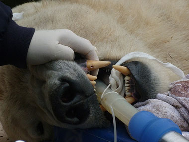 BCF help with Polar Bear Dental treatment