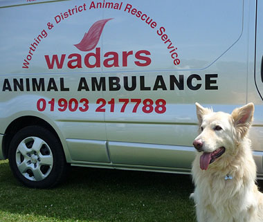 Dog smiling sitting in front of WADARS van