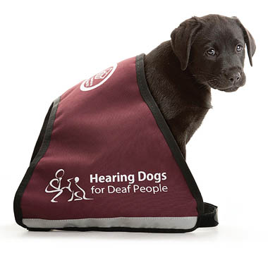 Black puppy in jacket