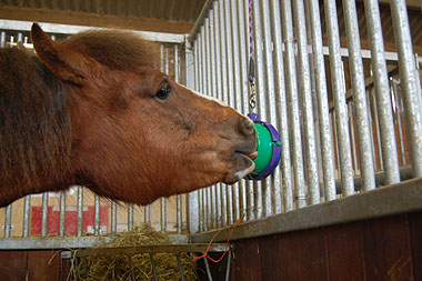 Blue Cross Spirit enjoying his Likit