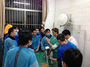 Group of vets learning new procedures