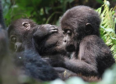 Baby gorillas