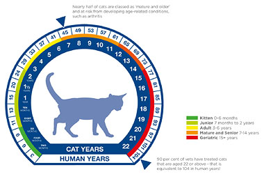 Cat years graphic