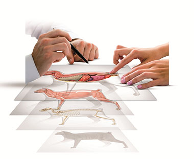 Graphic illustrating Catom software