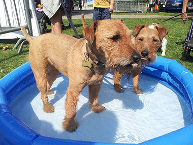 Chilli and Chutney enjoying the paddling pools!