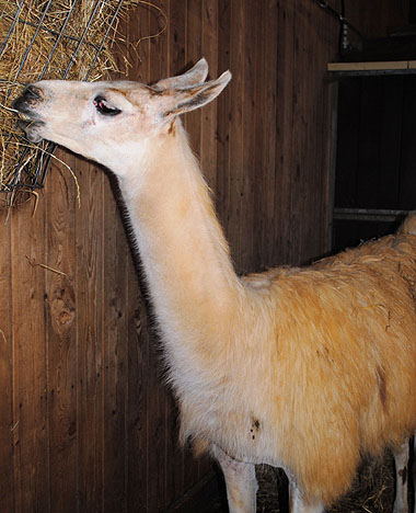 Clara the llama