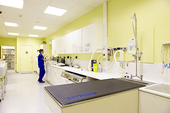 Companion Care Veterinary Surgery