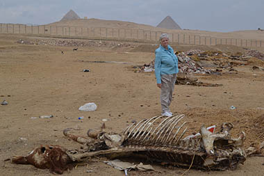 Photo of Anne Widdecombe looking sad and a carcass of a horse in the sand