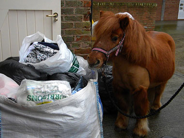 Dale and Rags for Nags