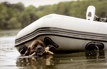 Dog Photographer of the Year 2009 Overall Winner