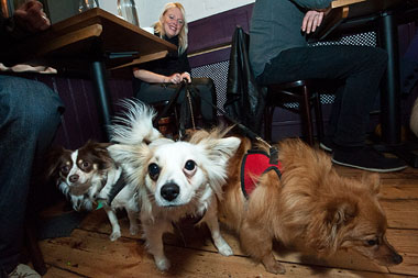 Doggy Valentine dogs