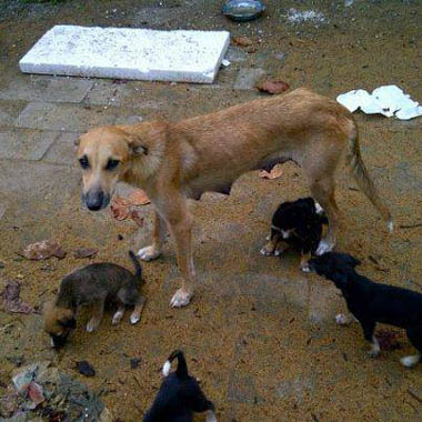 Stray dogs in the Caribbean