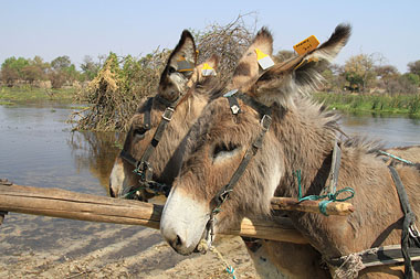 Donkeys with tags