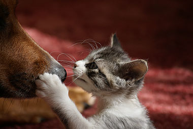 Photo of kitten tapping dog's nose with paw