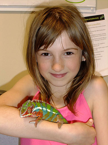 Young girl with a chameleon on her forearm