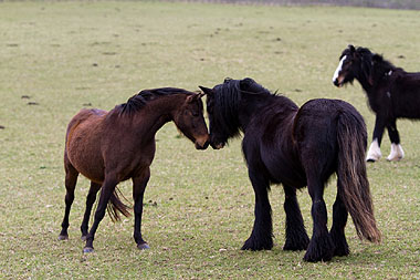 Horse touching heads in a field