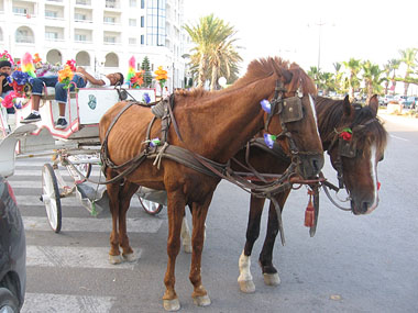 Malnourished tourist cart horses in the resort of Yasmine Hammamet, Tunisia