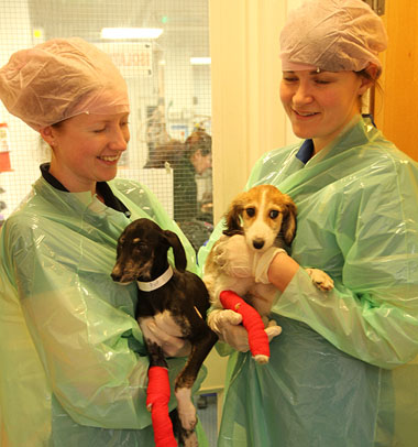 In isolation: Grove Lodge Vet Heather Watson and trainee nurse Hayley Telling with two of the poorly parvo pups