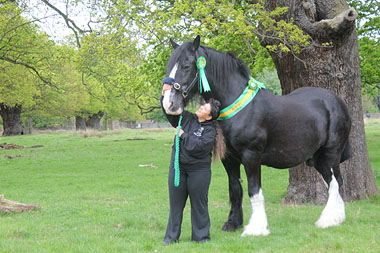 Jed landscape rosette and sash