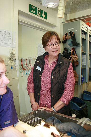 Julie Beacham at work