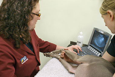 Kimberly Palgrave - BCF in house vet abdominal scanning