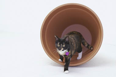 Kitten walking out of a fallen over plant pot