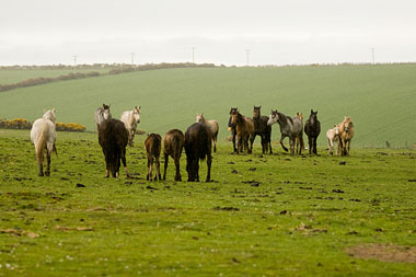 Large group of horses on a hill