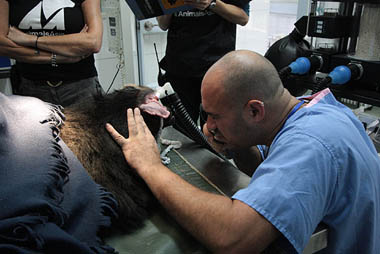 Marc examining a bear