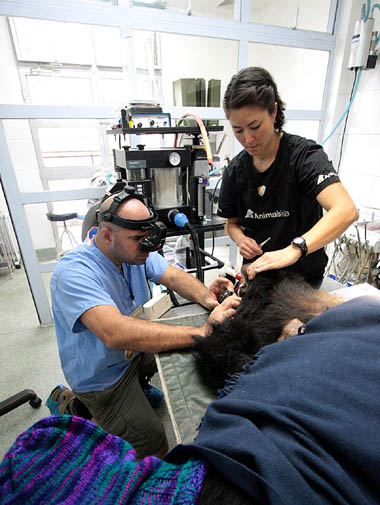 Marc and team examine a bear