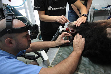 Photo of Marc operating on bear