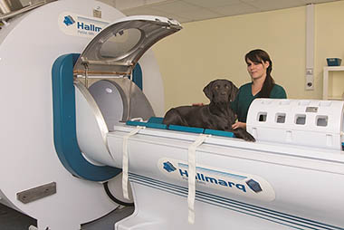 Vet nurse standing next to dog in MRI scanner