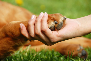 Dog paw being held by human hand