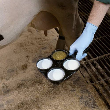 Milk collection from a cow with mastitis in one quarter