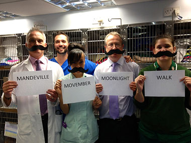 Photo (left to right): Jeremy Stewart (Head Vet), Betsy Malamah- Thomas (Student Nurse), Adrian Hayter (Practice Manager), Louise Clarke (Veterinary Nurse). Vet Alonso Dupuy is in the background and sporting his own moustache!