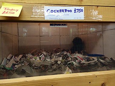 Photo of puppies in a cage in a pet shop